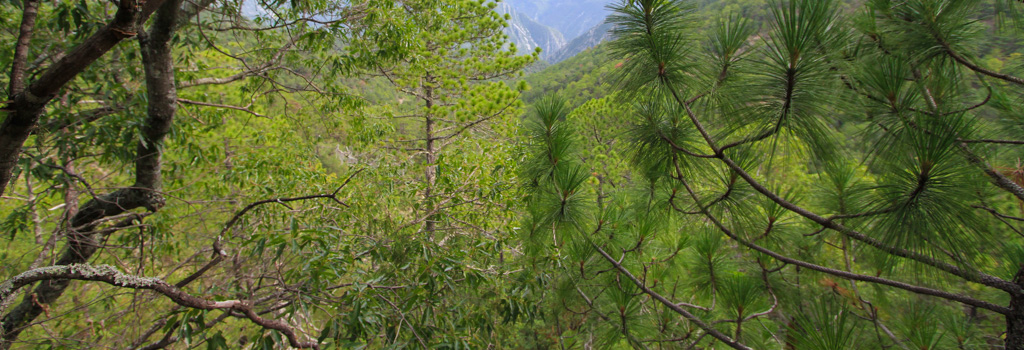 Bosque la primavera madrono jalisco